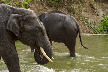 Fototapeta na wymiar An wild mother elephant enjoying bath with her baby in river at Garumara National park, West Bengal, India.