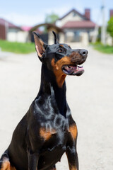 doberman dog on a walk portrait