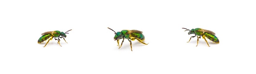 Shiny metallic pure golden green sweat bee - Augochlorella pura aura three views isolated on white...