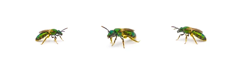 Foto op Plexiglas Shiny metallic pure golden green sweat bee - Augochlorella pura aura three views isolated on white background.  Yellow pollen © Chase D’Animulls