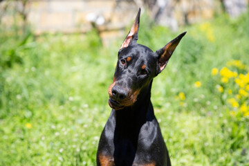 doberman dog on a walk portrait