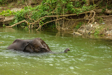 Fototapeta premium An wild mother elephant enjoying bath with her baby in river at Garumara National park, West Bengal, India.