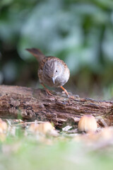 A Dunnock (Prunella modularis) that is perched on top of a piece of wood, in a hedge, looks down at the ground - Yorkshire, UK (March 2023)