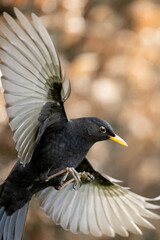 Male Blackbird (Turdus merula) close up with wings spread. Yorkshire, UK (February 2023)