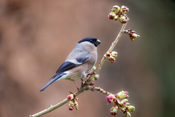 Adult female Eurasian Bullfinch (Pyrrhula pyrrhula) poses on a thin budding branch - Yorkshire, UK in March
