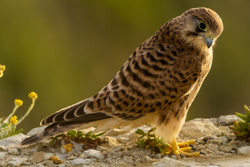 Common Kestrel bird perching on stone