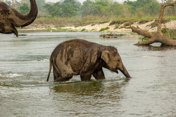 Obraz premium A baby elephant enjoying bath with his mother in river at Garumara National park, West Bengal, India..