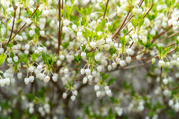 満開のドウダンツツジの花