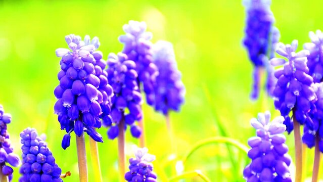 group of grape hyacinths, spring flowers in a German garden with a yellow and green, blurred background