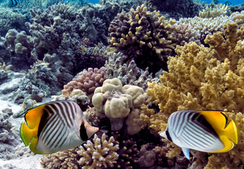 Fototapeta na wymiar Soft and Hard coral, Red Sea, Dahab
