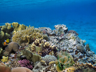 Naklejka na ściany i meble Soft and Hard coral, Red Sea, Dahab