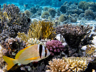Soft and Hard coral, Red Sea, Dahab
