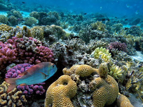 Soft and Hard coral, Red Sea, Dahab