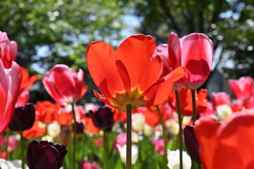 日本のお花畑で咲くカラフルなチューリップの風景