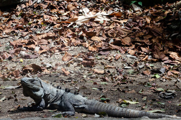 iguana on the rocks in Tulum