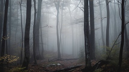 A dense mist shrouding a forest and giving it an eerie quality.