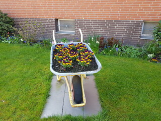 Viola tricolor as a decoration in a wheelbarrow in the front yard of a house in Hanover, Germany.
