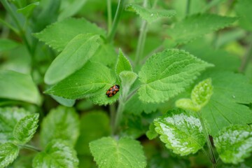 Wild green plants in the forest
