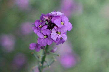 Purple flower in the garden with bokeh background