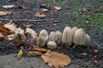 Obraz premium White fungi in the ground in the forest