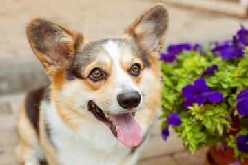 welsh corgi dog on a walk portrait in summer