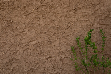Background of straw dirt wall texture and few branches leaves together. Farmstead dirt wall texture background.