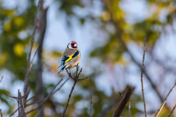 European Goldfinch perched on a tree branch