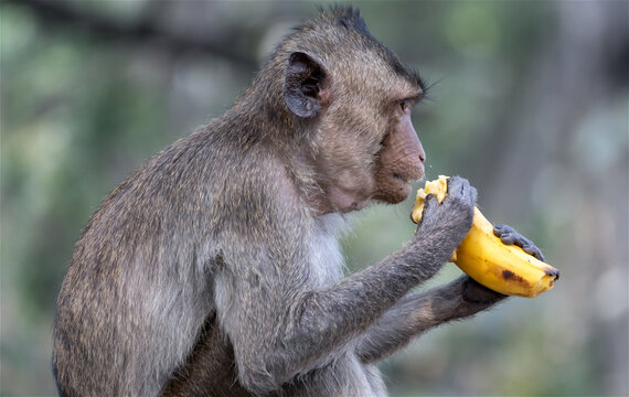 Macaque eats banana in tropical nature, Thailand