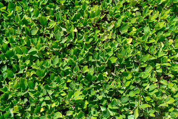 Fototapeta na wymiar Background of small green leaves. Green texture