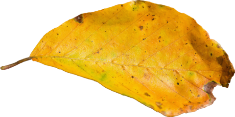 Close up of dried yellow leaf