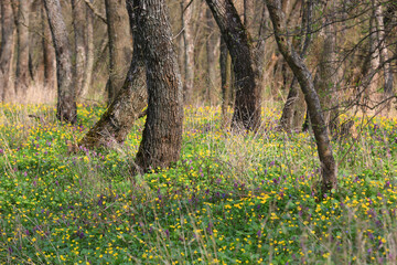 Obraz premium spring in forest