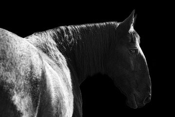 Beautiful horse. Black and white photography.