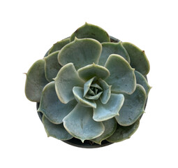 Obraz premium Echeveria