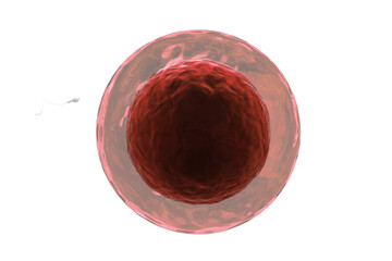Single sperm entering human egg