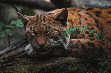 Sleeping Big Cat