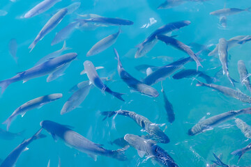 Herd mullet fish in the blue ocean water in Corralejo, Fuerteventura, can be used as natural background.