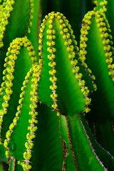 Euphorbia canariensis plant closeup, typical plant on the Canary Islands.