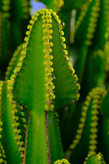 Euphorbia canariensis plant closeup, typical plant on the Canary Islands.