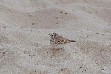 Berthelot's Pipit (Anthus berthelotii) sitting on the sand on the Canary island Fuerteventura,...