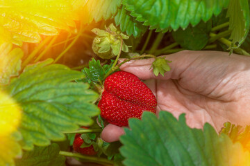 Hand picking a strawberry from a garden bed. Berry harvest in home garden in summer. Fresh raw red fruits among green leaves.