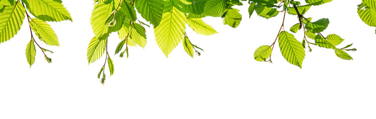 border of fresh green beech leaves in sunshine isolated on transparent background, overlay texture template banner