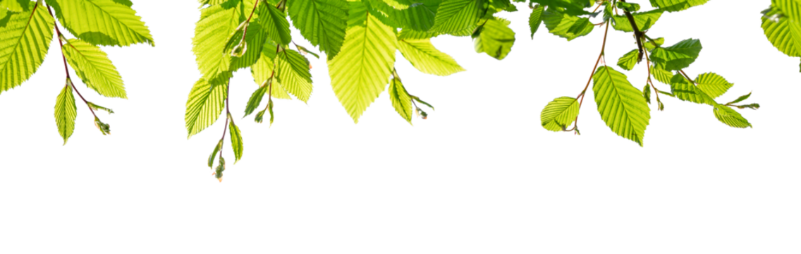 border of fresh green beech leaves in sunshine isolated on transparent background, overlay texture template banner
