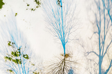 Ariel view of spring trees casting shadows on thawing snow