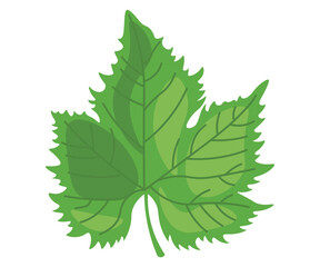 leaf grape