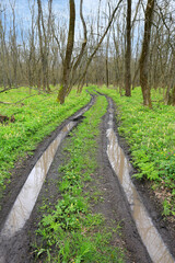 Obraz premium puddles on dirt road in forest