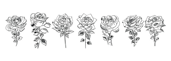 Different style Seven Roses Coloring Book showcases seven distinct roses.