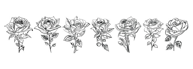Different style Seven Roses Coloring Book showcases seven distinct roses.