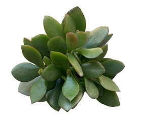Fototapeta premium Crassula ovata 