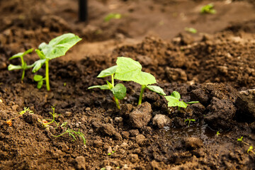 Young cucumber plants in the open ground. Growing eco-vegetables. Closeup. Summer or spring gardening