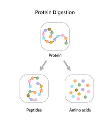 Protein Digestion. Proteases Enzymes (proteinases and peptidases) are digesting and breaking the protein into small peptide chains then into single amino acids, to be absorbed into the blood stream